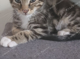 9 week old kittene