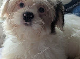 Lhasa apso boys and girls puppies