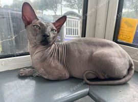 Dobby sphynx cat