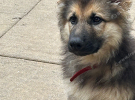 German shepherd puppies