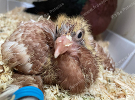 young DISABLED pigeon!