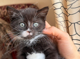 Adorable, healthy kittens looking for their forever homes! ️