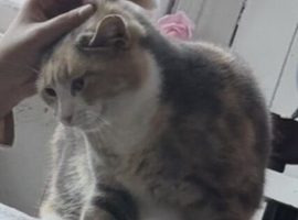 male kitten born in 1 January 2026 Tuxedo