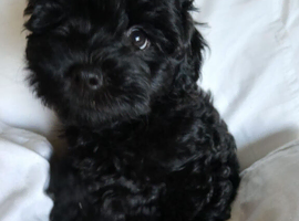 Lhasapoo puppies for sale
