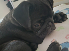 Black pug pup