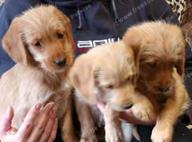 READY NOW. GOLDEN MINIATURE LABRADOODLE BOYS FROM 5* LICENCED BREEDER.