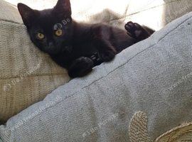 Black female kitten 12 weeks old