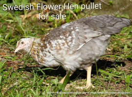 SWEDISH FLOWER HEN - VARIOUS PULLETS - RARE LANDRACE BREED