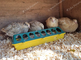 4x Beautiful Corturnix Hens