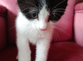 6 kittens, 2 female, 4 male