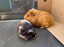 Baby and 6/7month Guinea pig