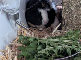 2 bonded female guinea pigs