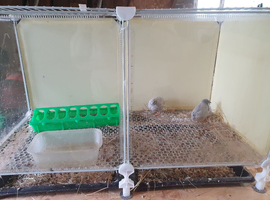 Two gorgeous button quail