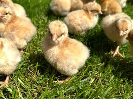 Day old pure breed chicks