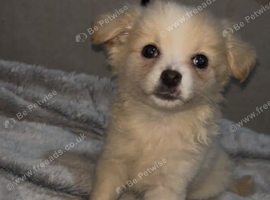 Pomchi puppies