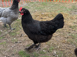 5- black marans pol