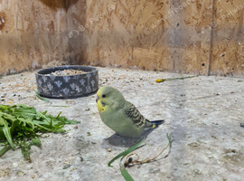 Stunning Budgies for sale