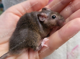 Male mouse for sale