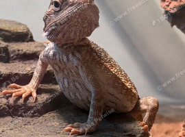 Baby bearded dragon