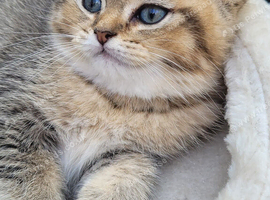 Chinchilla Scottish kittens