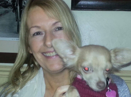 Chiweenie wanted female