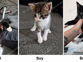3 babies looking for furever homes
