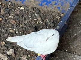 Beautiful pair of Barbary/java doves