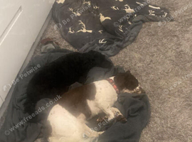 5 cavapoo for sale