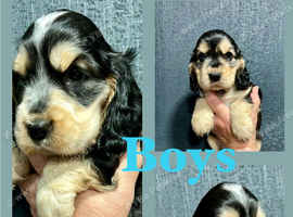 KC reg show type Cocker Spaniel Puppies from DNA tested parents