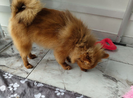 KC registered red male pin 5 generation pedigree