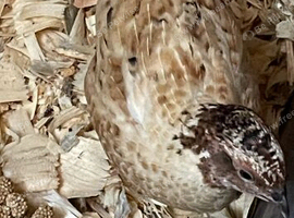 Free pair of Japanese quail