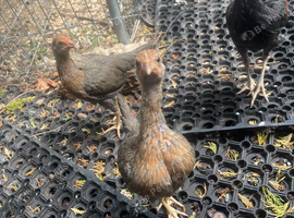 Trio of Modern Game bantams