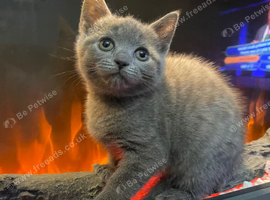 Bsh mix little lady