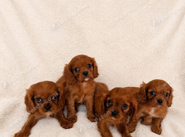 4 boy puppies left available