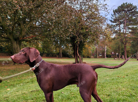 GSP / Weimaraner 1 year old dog