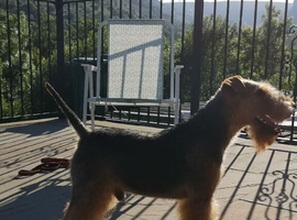 Beautiful Welsh terrior dog at stud