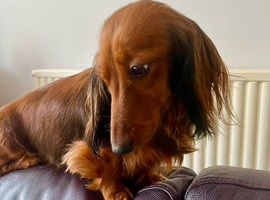 Stunning kc min dachshunds ready now to loving homes. Only 2 left !