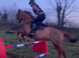 Horse wanted!