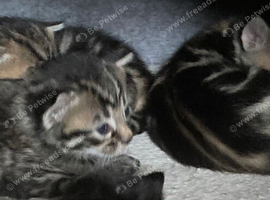 3 beautiful bengal cross kittens