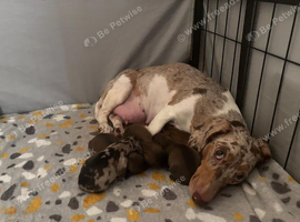 KC REGISTERED MINATURE DACHSHUND