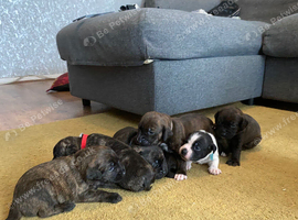 Blue american staffies