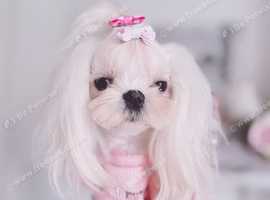 Beautiful Adult Korean Maltese Girl