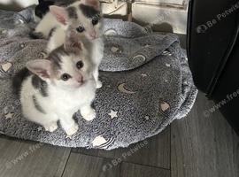 8 week old Kittens&rsquo;s