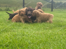 Cockapoo Puppies