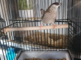 Cherry finch (cock bird)