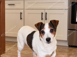 Jack Russell adult female