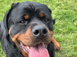 4 year old rehoming