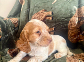 ️ beautiful cocker spaniel puppy&rsquo;s for sale ️