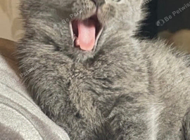 Russian Blue Kittens