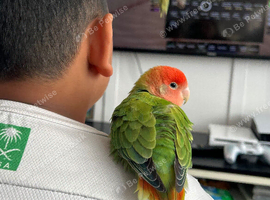 Peach faced love birds
